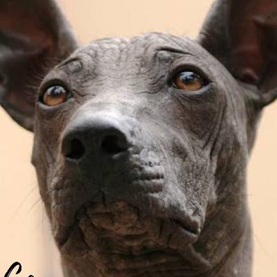 EL ORIGEN DEL XOLOITZCUINCLE!! EL ORIGEN DEL XOLOITZCUINCLE!!