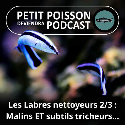SPÉCIAL Labres nettoyeurs 2/3 : Malins, attentionnés ET subtils tricheurs...