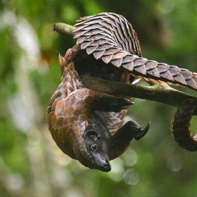 Black-Bellied Pangolin