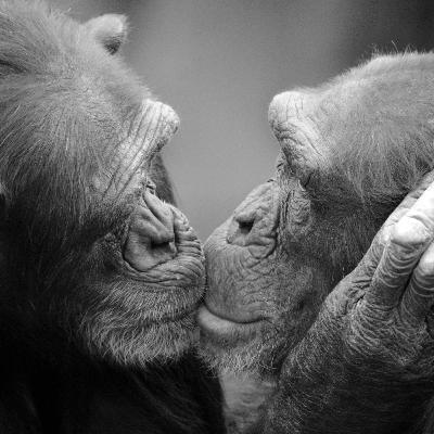 What’s In A Kiss? 21 Million Years Of Evolution What’s In A Kiss? 21 Million Years Of Evolution