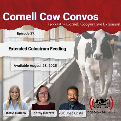 Cornell Cow Convos E27 Extended Colostrum Feeding Cornell Cow Convos E27 Extended Colostrum Feeding