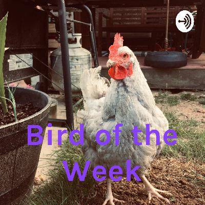 #3 - Birds of the Sky (The Birds and the Bees)