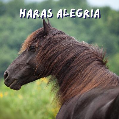 19. Entreprendre à cheval - Dans les coulisses du Haras Alegria - Elevage de Mérens et séjours équestre 19. Entreprendre à cheval - Dans les coulisses du Haras Alegria - Elevage de Mérens et séjours équestre