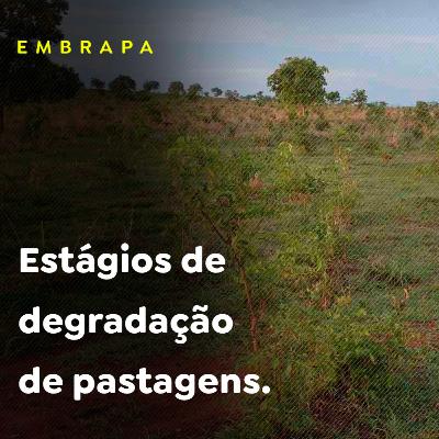 Estágios de degradação de pastagens