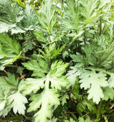 #396 【古民家収録】いっぷくのシフォン講座:米粉クイズ/味は何種類?/よもぎ入れ過ぎ問題/ from Radiotalk #396 【古民家収録】いっぷくのシフォン講座:米粉クイズ/味は何種類?/よもぎ入れ過ぎ問題/ from Radiotalk