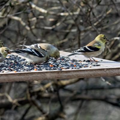 #29—Livestream Our Nature Cams: Tons of American Goldfinches