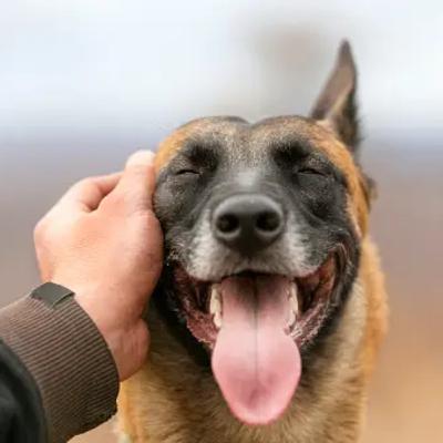 Paws in Harmony: Instrumental Serenity for Canine Comfort