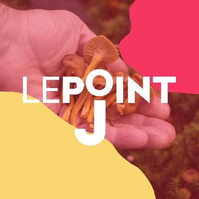 Comment faire une bonne cueillette de champignons ?