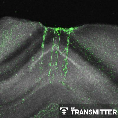 Hippocampus builds reputation as 'general-purpose statistical learning machine'