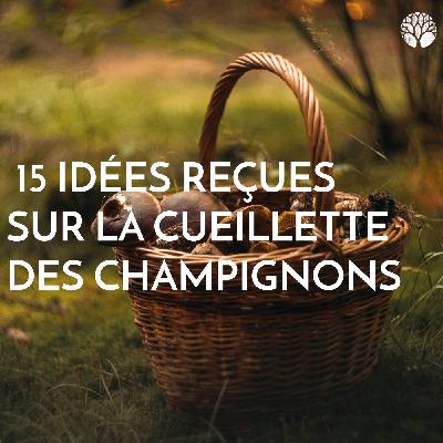 15 idées reçues sur la cueillette des champignons 15 idées reçues sur la cueillette des champignons