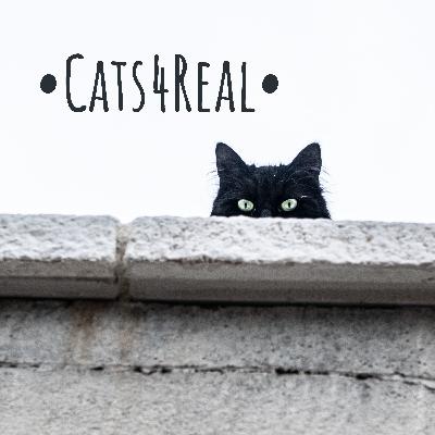 Cats4Real Official Trailer!