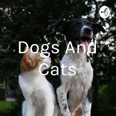 Dogs And Cats (Trailer)