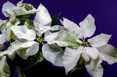 Holiday poinsettias come in red, white, orange, yellow or freckled
