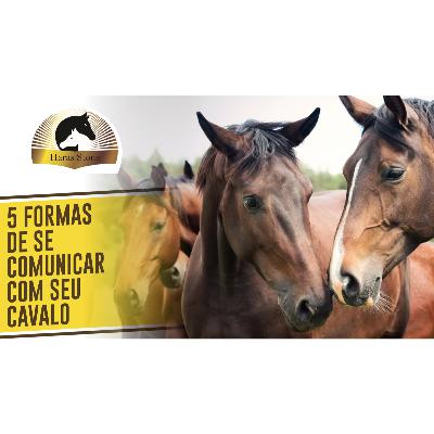 5 FORMAS DE SE COMUNICAR COM SEU CAVALO | Haras Stone #18