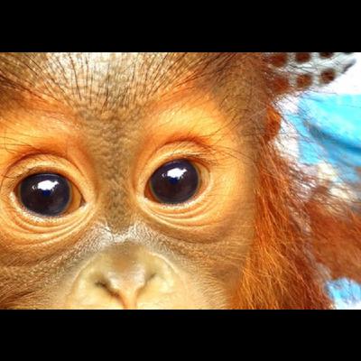 Ep 5: Murder Mystery Orangutans & Celebrating Earth Week