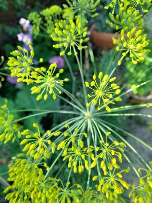 Episode 27 - Companion planting