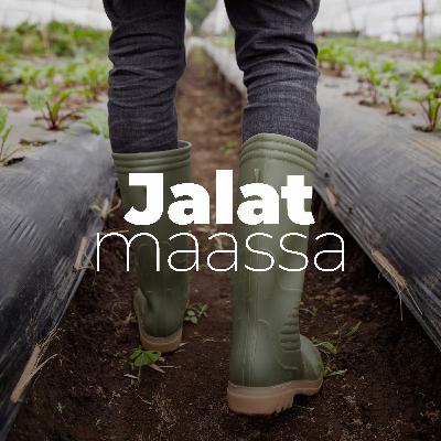 Millainen on herneen matka pellolta pakasteeksi?