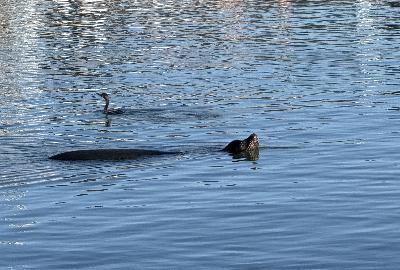 The Yarniacs Episode 363 - Finding your knitting mojo