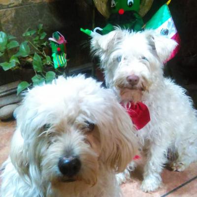 Veganismo: Por los animales 🐮🐷🐾 Veganismo: Por los animales 🐮🐷🐾