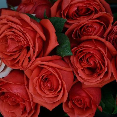 YOU ARE THE ROSE OF GOD YOU ARE THE ROSE OF GOD