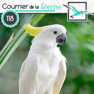 CDLS#118 : Super Cockatoo Bros. (Cacatoès à huppe jaune)