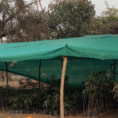 गर्मियों में फलों के पौधों की देखभाल कैसे करें।