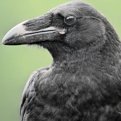 Mira al cielo: Córvidos Pt. 1