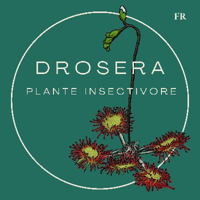 Drosera, plante insectivore
