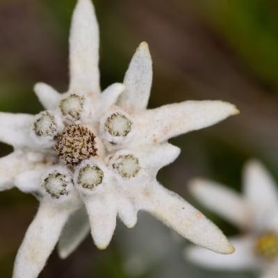 Edelweiss - may you bloom and grow forever