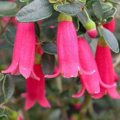 Indigenous Plants and Bush Tucker