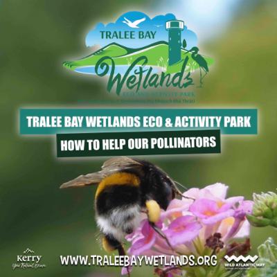 How to help our Pollinators! How to help our Pollinators!