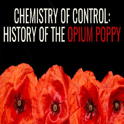 Opium Poppy: The Flower That Shaped Empires 🌺