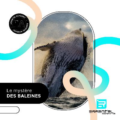 ESSENTIEL academy : le mystère des baleines ! ESSENTIEL academy : le mystère des baleines !