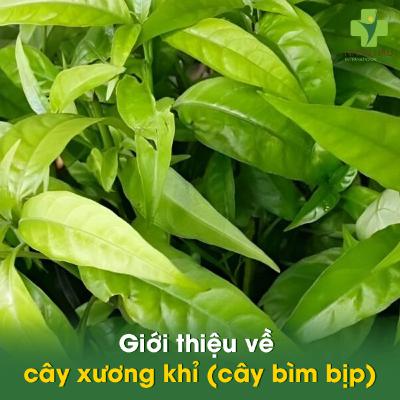 Cây xương khỉ chữa đau dạ dày: Tác dụng, cách dùng và những lưu ý Cây xương khỉ chữa đau dạ dày: Tác dụng, cách dùng và những lưu ý