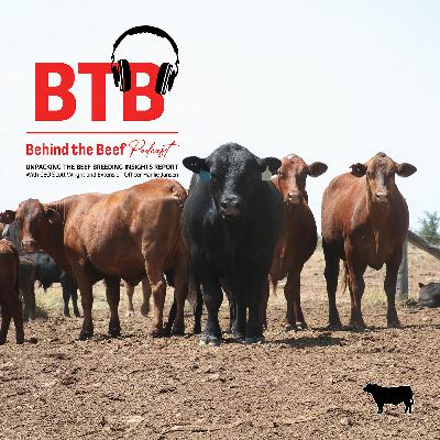 Unpacking the Beef Breeding Insights Report with Hanlie Jansen