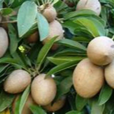 Surprising Health Benefits Of Chikoo Fruit - Health