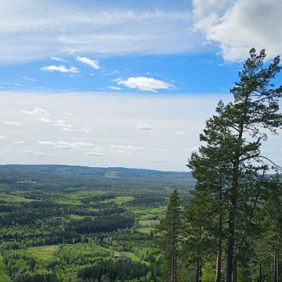 Skogsfredag #281 - SCA:s imponerande kvartalsrapport med hjälp av Norra?