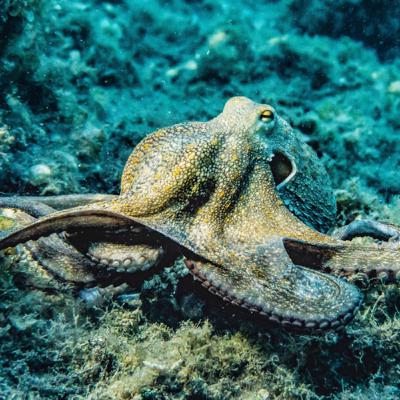 #11: Octopuses will eat their own arms when they are hungry and then just grow a new one?!