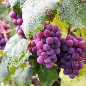 Grape Ice cream Grape Ice cream