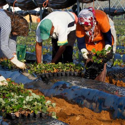 Mundo rural - Importancia de los migrantes para el sector primario - 08/08/25