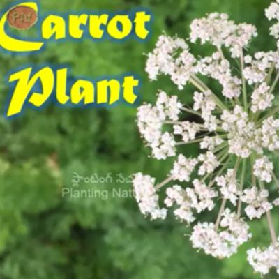 Carrot plant - information and must know facts