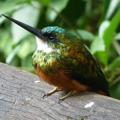 Rufous-tailed Jacamar. Ariramba de cauda ruiva Rufous-tailed Jacamar. Ariramba de cauda ruiva