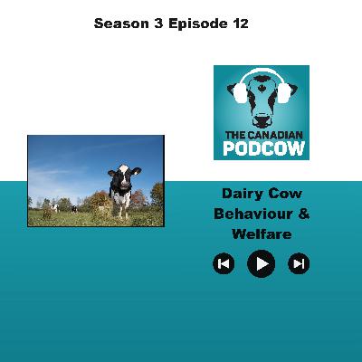 Dairy Cow Behaviour & Welfare