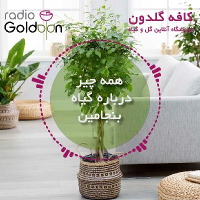 معرفی، نحوه نگهداری و تکثیر گیاه بنجامین معرفی، نحوه نگهداری و تکثیر گیاه بنجامین