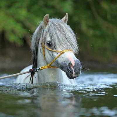 Eine wilde Geschichte aus jungen Jahren, unfreiwillig mit dem Pferd im Eiswasser... Eine wilde Geschichte aus jungen Jahren, unfreiwillig mit dem Pferd im Eiswasser...