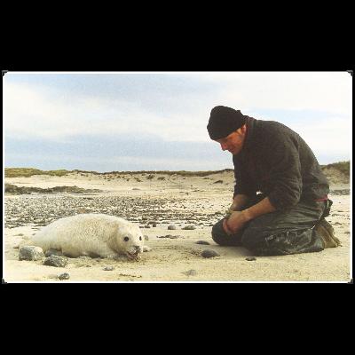 Grey seals of Scotland: my lost tapes from 1994