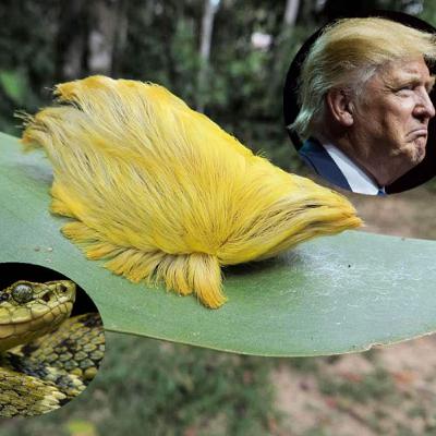 Ep#464: Trump, Reiner, and 28,000 viper deaths Ep#464: Trump, Reiner, and 28,000 viper deaths