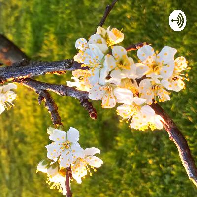 Exploring facts behind Walnut Trees