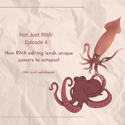 RNA Editing in Cephalopods