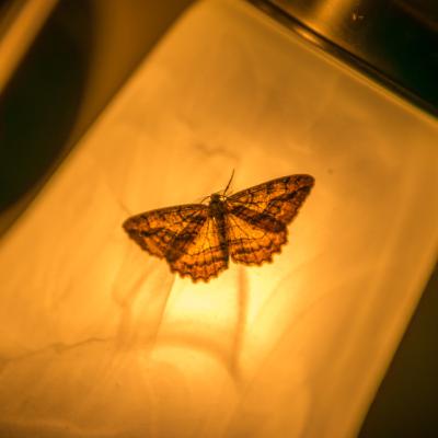 The Search for Meaning in LIfe The Search for Meaning in LIfe